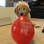 Profile Picture of Dexter Maxwell Brandon (@dmbpoodle) on Instagram