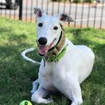 Profile Picture of Bobby (@bob.huggins.the.racer) on Instagram