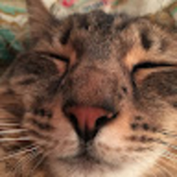 Renee Ippoliti - Poshmark Profile Picture of Renee Ippoliti (@rippoliti65) on Poshmark