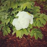 Robert  sokolowski - Instagram Profile Picture of Robert  sokolowski (@greenhomegardening) on Instagram