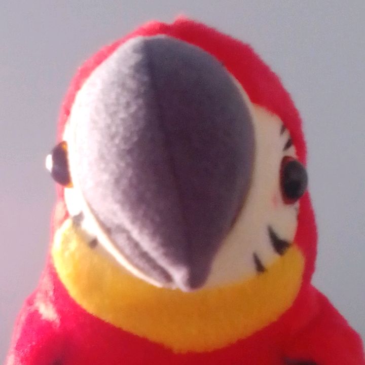 Profile Picture of loropepe (@loritopep) on Tiktok