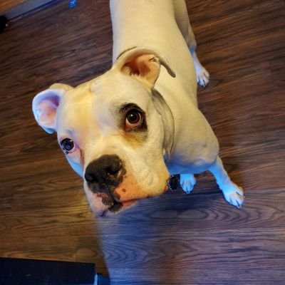 Profile Picture of Zachary Knapp (@KnappZachary) on Twitter