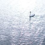 Yitong Liu - Instagram Profile Picture of Yitong Liu (@yitonglau) on Instagram