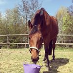 Profile Picture of Tina & Bübájos (@buebschi_und_tina) on Instagram