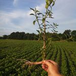 Profile Picture of Nick Reams Ponting (@nickreams88) on Instagram