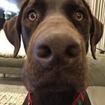 Profile Picture of Kristan Angelle Lambert (@kristan_lambert) on Instagram