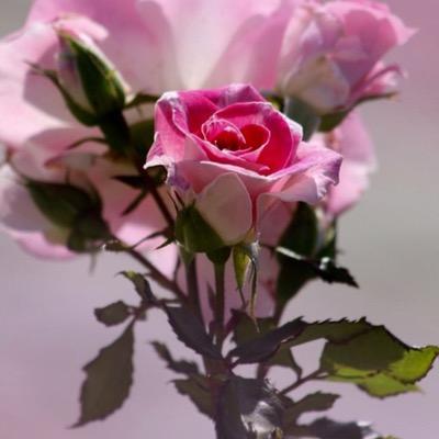 Profile Picture of Cindy Albert (@cmaqueenie) on Twitter