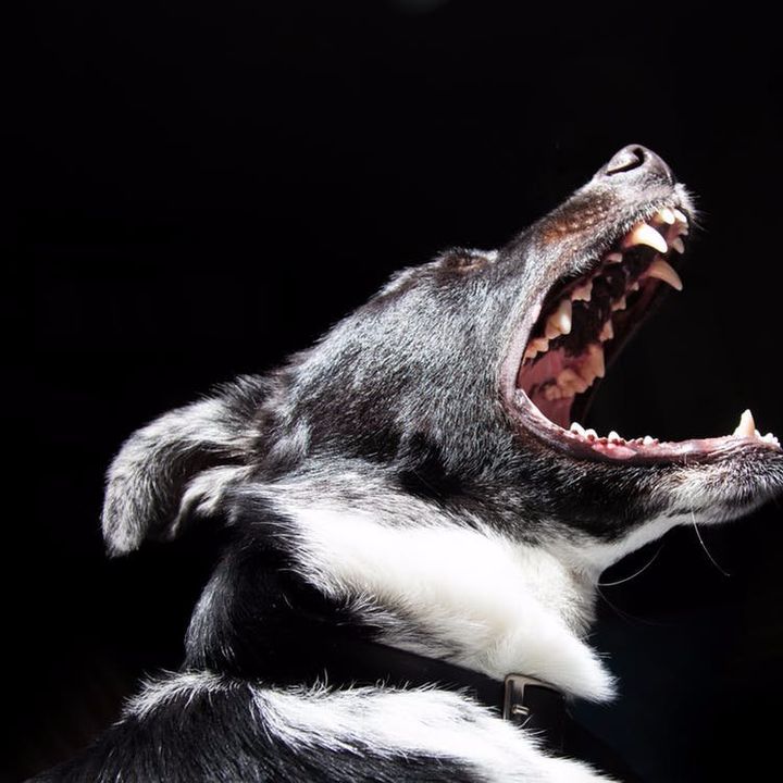 Profile Picture of david car (@asdrubalwtf) on Tiktok