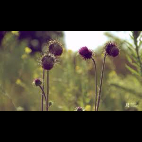 Profile Picture of Brittany Andolino (@bando22) on Poshmark