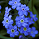 Profile Picture of Christine Wong (@Christine - Fun Fun) on Flickr