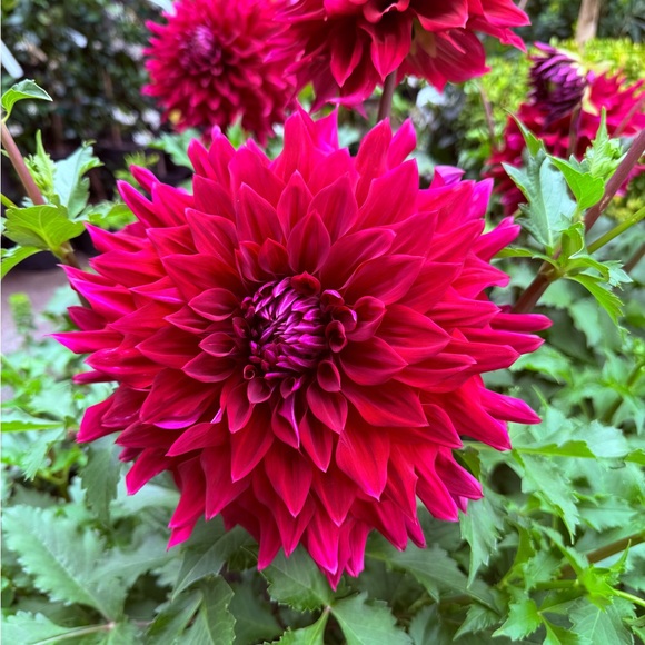 Brigette Saundry - Poshmark Profile Picture of Brigette Saundry (@bmjs6788) on Poshmark