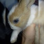 Profile Picture of Mike Gonçalves🐰❤ (@xx_mikeg_xx) on Instagram