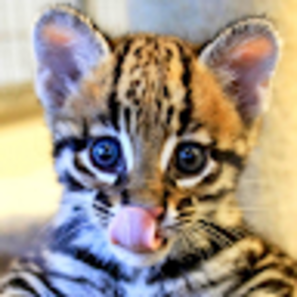 Profile Picture of Cindilue Strobeck (@cindilues) on Poshmark