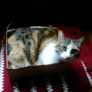 Profile Picture of joshuanordeen (@joshuanordeen) on Tiktok