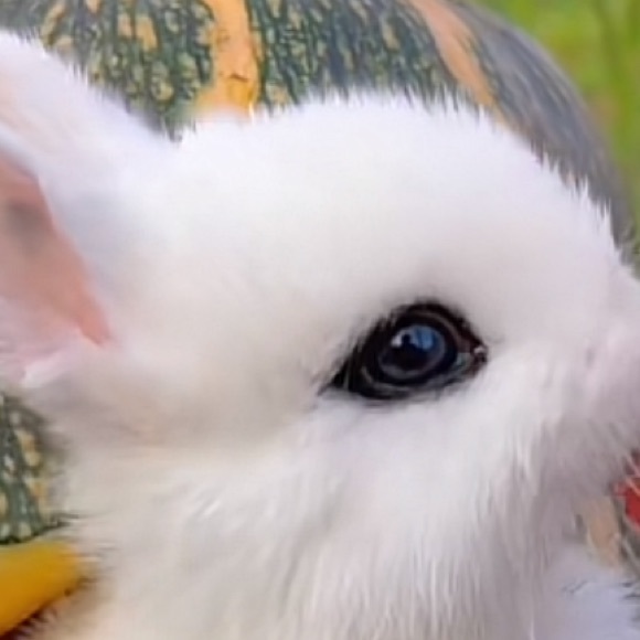 Profile Picture of Gustavo Castaneda (@ratareon) on Poshmark