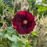 Profile Picture of Ivory & Bloom Floral (@ivoryandbloomfloral) on Instagram