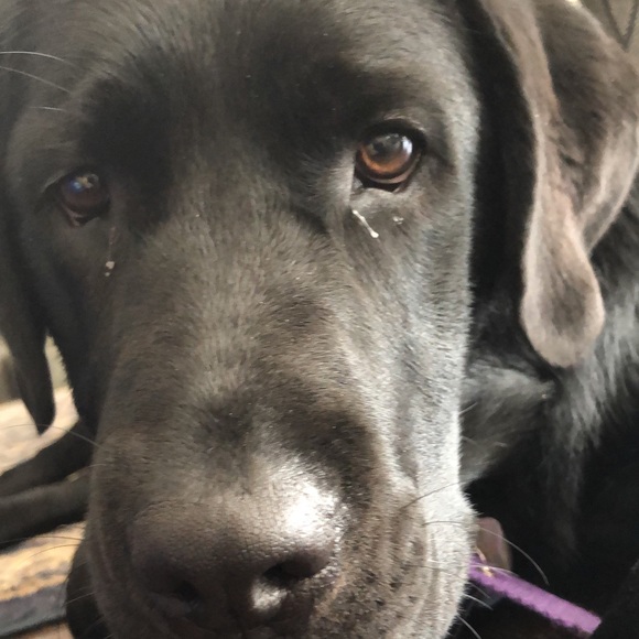 Profile Picture of Matthew Puffenbarger (@matthew_puff) on Poshmark