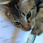 Profile Picture of Billy (@billy_the_tabbycat) on Instagram