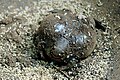 Uperodon globulosus - Wikipedia Profile Picture of Uperodon globulosuson Wikipedia