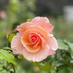 Profile Picture of Rebecca Kimmery Shobe (@rgshobe) on Instagram