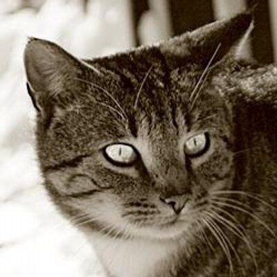 Profile Picture of Steven Pigeon (@Steven_Pigeon) on Twitter