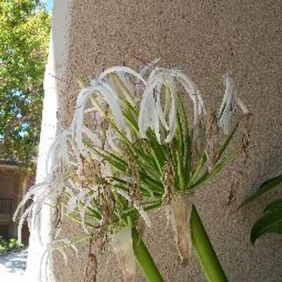 Profile Picture of Amanda Bakker (@glietnopleasium) on Twitter