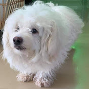 Profile Picture of Ryan Peter (@Ryan_Peter) on Youtube