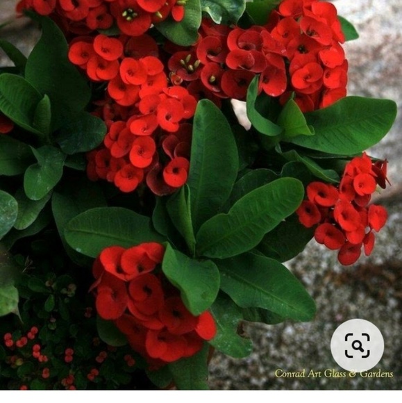 Profile Picture of Alung Chanmai (@alungchanmai00) on Poshmark