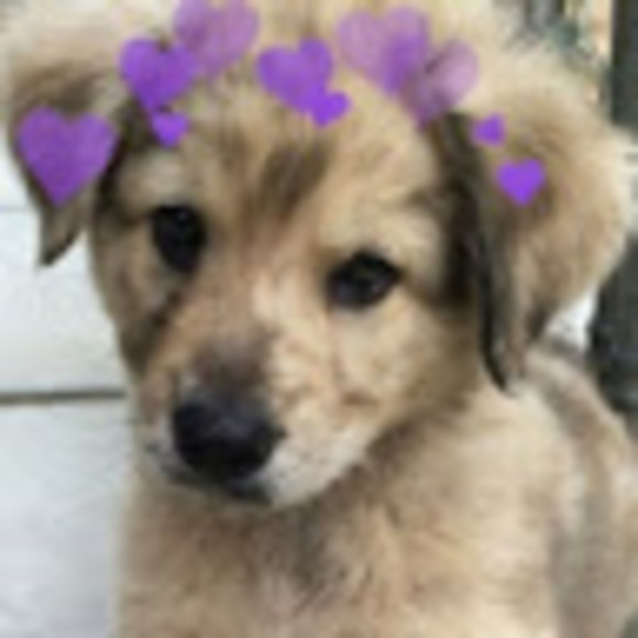 Profile Picture of Elainia Dykeman (@241254) on Poshmark