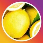 Profile Picture of チーズケーキ専門雑誌　檸檬屋の編集者 (@chizu.keki.sha) on Instagram