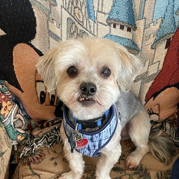 Tracie Harrison - Poshmark Profile Picture of Tracie Harrison (@tracieharrison) on Poshmark