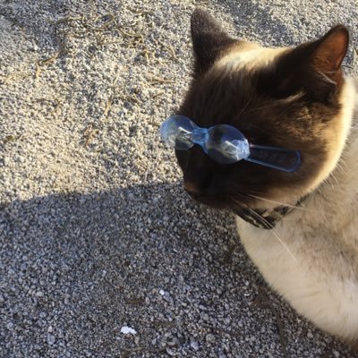 Profile Picture of Mikaela Reid (@MikaelaReid12) on Twitter