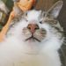 Profile Picture of gú-tông tsai (@moohoo025) on Pinterest