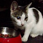 Profile Picture of Muhammad Al-Rasheed (@rasheedthekitten) on Instagram