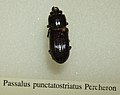 Profile Picture of Passalus punctatostriatuson Wikipedia
