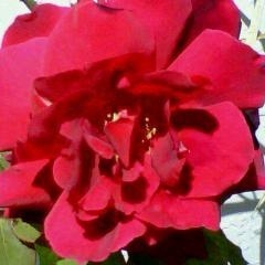 Profile Picture of J-la La (@knowthis1) on Myspace