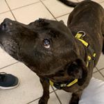 Rita Reilly’s Ruffventures - Instagram Profile Picture of Rita Reilly’s Ruffventures (@ritareillyruffventure) on Instagram