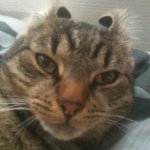 Profile Picture of Tess Hansen (@i_am_the_one_you_need) on Instagram