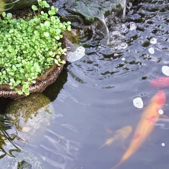 Profile Picture of Susan Lipson (@susanlipson) on Poshmark