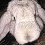 Profile Picture of 𝕃𝕚𝕤𝕒 𝕃𝕚𝕥𝕥𝕝𝕖 ℝ𝕒𝕓𝕓𝕚𝕥 (@lisarabbit2018) on Instagram