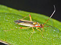 Profile Picture of Campyloneura virgulaon Wikipedia