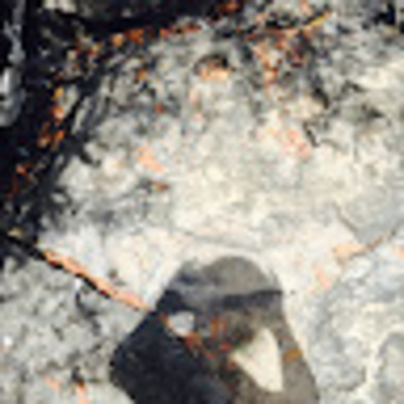 Profile Picture of Ivy Greene (@ivyg242) on Poshmark