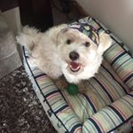 Profile Picture of Kevin Shakespeare (@kevinhoshakespeare) on Instagram