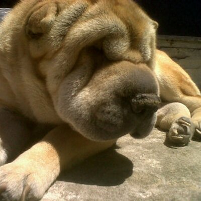 Profile Picture of Alejandro Fontes (@alefontes83) on Twitter