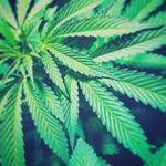 Profile Picture of Letichia Rachelle Belcher (@fuckpolice2k16) on Instagram