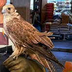 Profile Picture of Momin Bird Garden (@momin.bird.garden) on Facebook