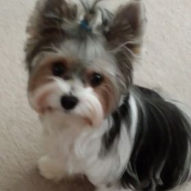 Profile Picture of Kathy Stutts (@MyPartiYorkie) on Pinterest