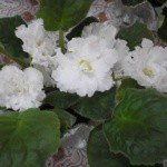 Profile Picture of Fuggle (@fugglepraried) on Instagram