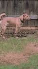 Profile Picture of   Simba's friend... (@the.dog.rigby) on Tiktok