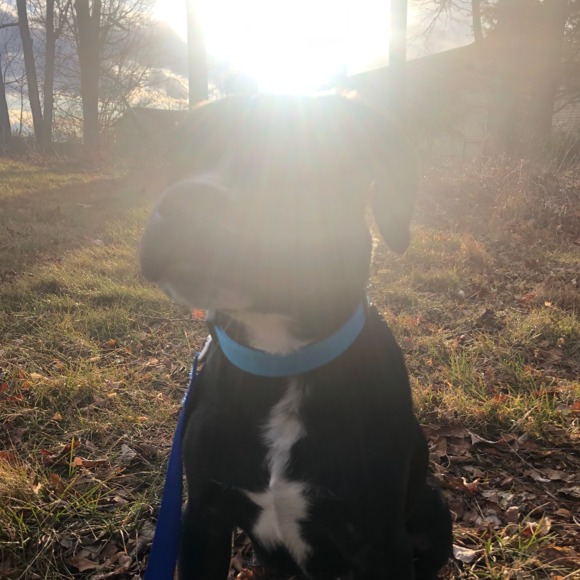 Profile Picture of Kate Heffernan (@kk_puppy) on Poshmark